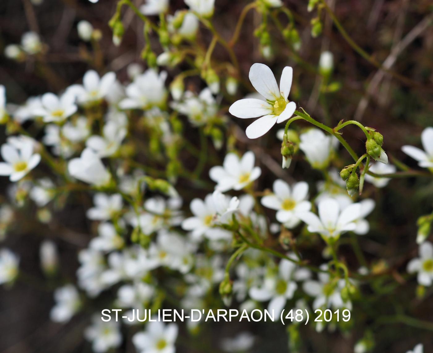 Saxifrage, Mossy flower